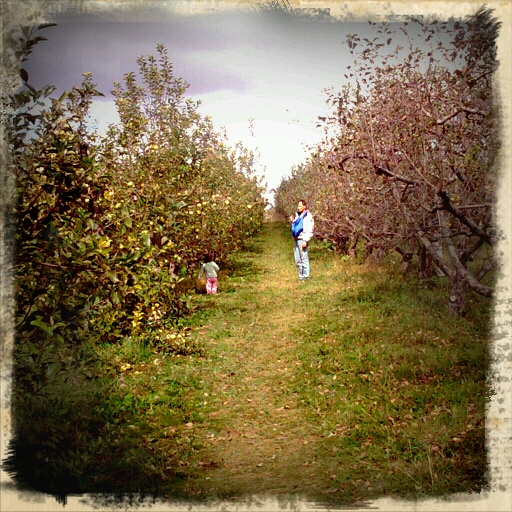 apple picking