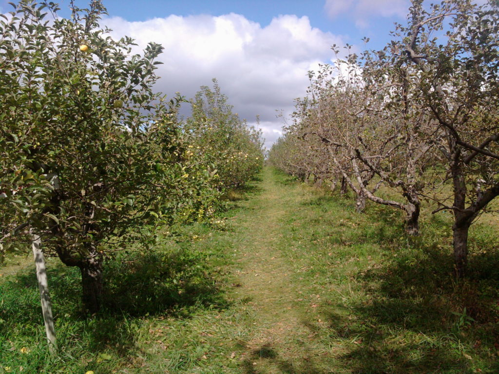 apple picking