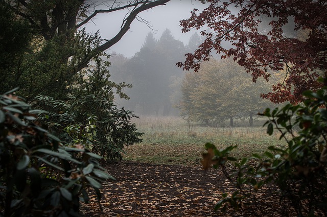 Autumn Landscape Nature Trees Fog 