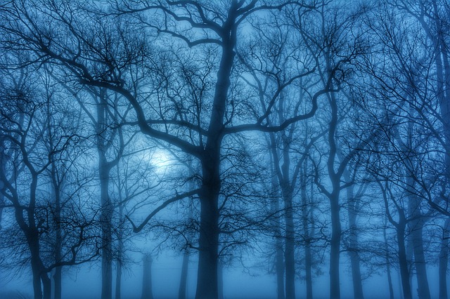 Fog Trees March Blue Haze Moody define my spirituality