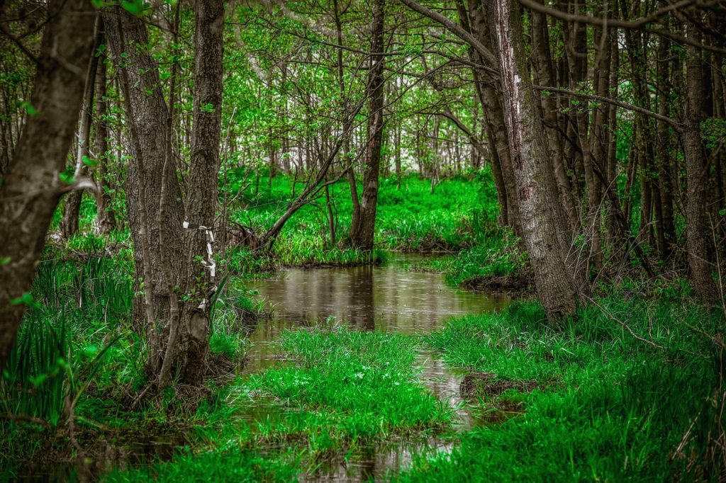 Green Jungle Nature Forest Flora 