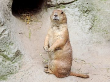 Marmot Rodent Croissant Mankei 