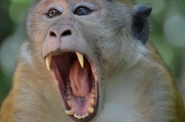 Monkey Face Teeth Primate green planet Cute 