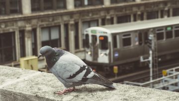 Pigeon Urban Scene Metro Elevated chicago