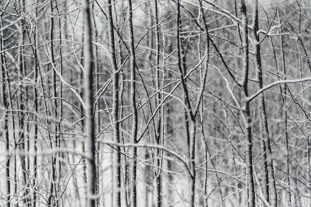 Tree Branch Plant Nature Snow 