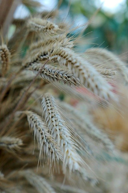 Cereals Bread Wheat Food Eat against the grain