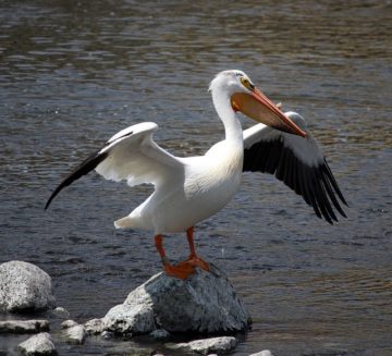 Pelican Stretch Rock Fox River 