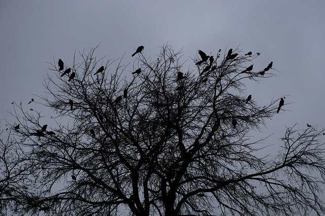 Autumn Fall Leaf Fall Birds November