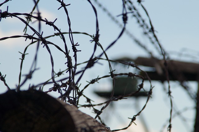 Nature Tree Barbed Wire Outdoors new Cold War