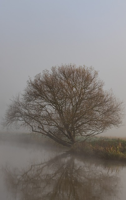 Tree Single Tree Mist Sunrise fog