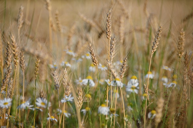 Wheat Rye Oats Barley Chamomile hazy lazy