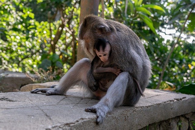 Monkey Baby Monkey Bali Mother birth